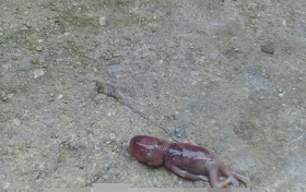 aborted-premature-baby-found-at-madonna-university-female-hostel