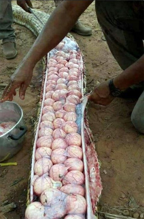 Pic shows: Numerous eggs were found in the belly of a snake.nnLocals who killed a huge snake after suspecting of having eaten a calf because of its swollen stomach discovered it was pregnant with dozens of eggs.nnThe incident happened in Nigeria where local media said that the snake had been killed over the accusations that it had been feasting on farmers livestock.nnHowever as these images show, the snake was not overweight because of its last meal, and instead it was pregnant.nnAfter being cut open, dozens of eggs were found and removed by locals who regard them as a rare delicacy.nnOnline commentators seem to have little sympathy with the snake, with most pointing out that it was a good thing that around the hundred snakes would no longer be born.nnAlthough it was not clear what sort of snake it was, fee mistakes can produce up to 100 eggs at a given time.nn(ends)n          n