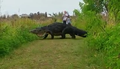  Enormous Alligator Nicknamed Humpback Spotted Wandering Around Florida