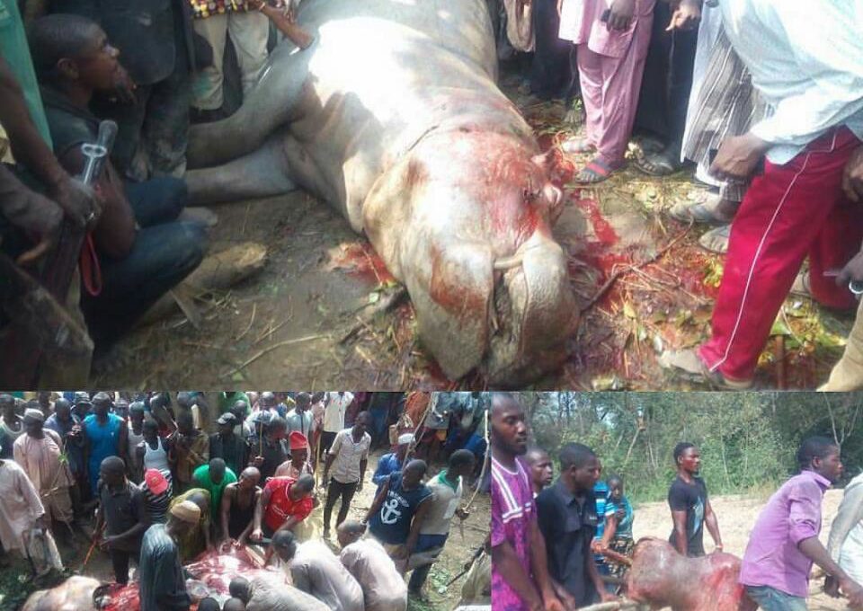 Hippopotamus Terrorizing Residents In Abaji And Kwali Communities In Abuja Shot Dead By Local Hunters And Butchered