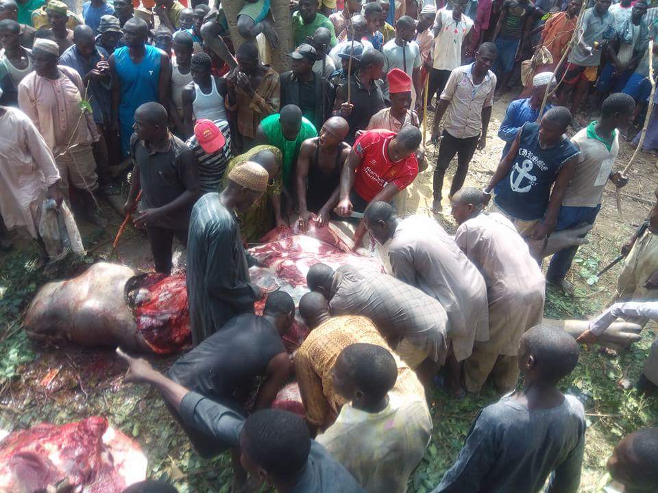Hippopotamus Terrorizing Residents In Abaji And Kwali Communities In Abuja Shot Dead By Local Hunters And Butchered