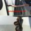 Snake That Crept Out Of Someone's Mum's Car While She Was Driving