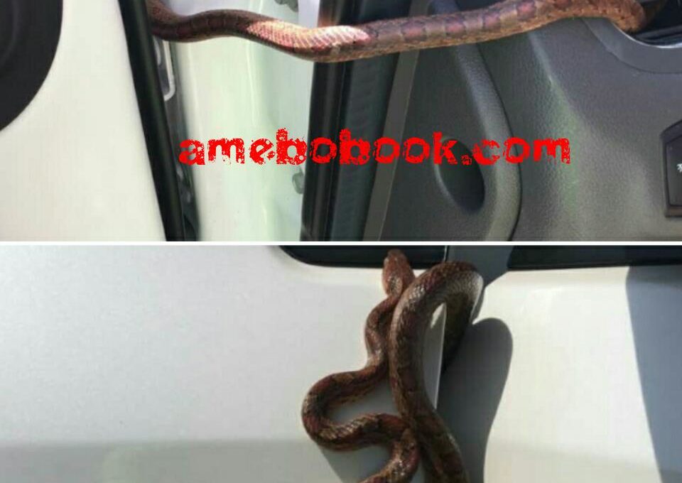 Snake That Crept Out Of Someone's Mum's Car While She Was Driving