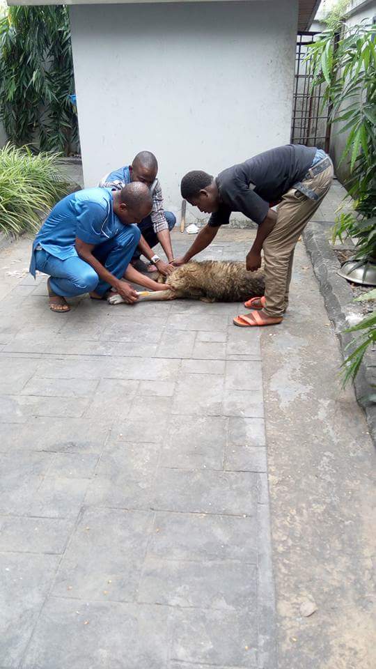 Nigerian Man Has Been Left Heartbroken After He Decided To Put 14-Year-Old Dog Out Of Its Misery To Avoid It Being 'Turned Into A Pot Of Pepper Soup'