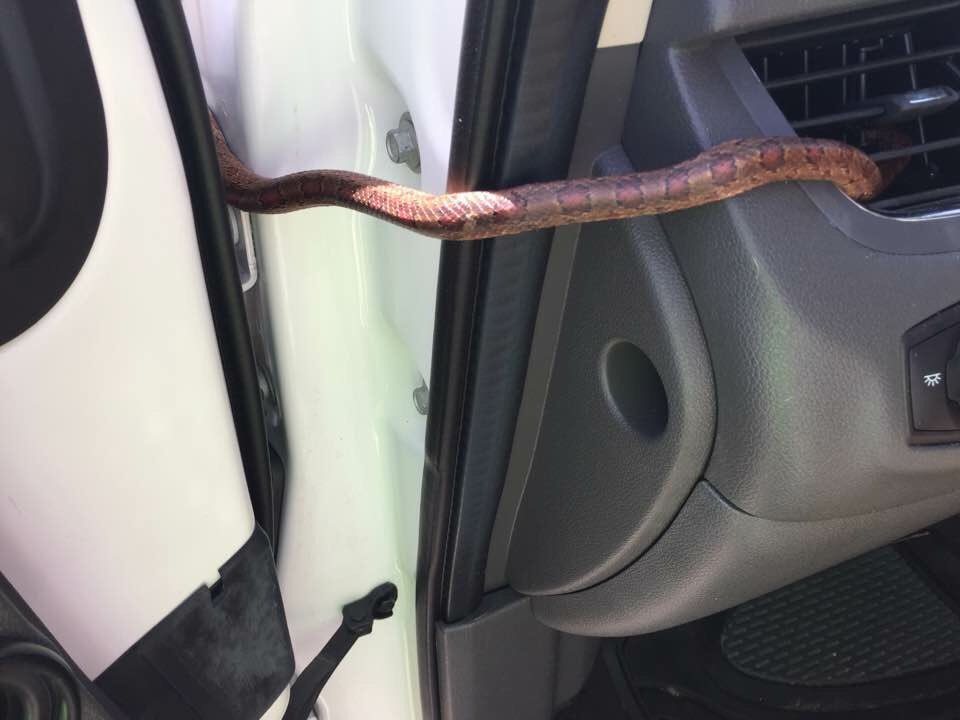 Snake That Crept Out Of Someone's Mum's Car While She Was Driving, Snake, Kristina Dorsett, Kristina Dorsett Narrates How Snake Crept Out Of Mum's Car While She Was Driving, 