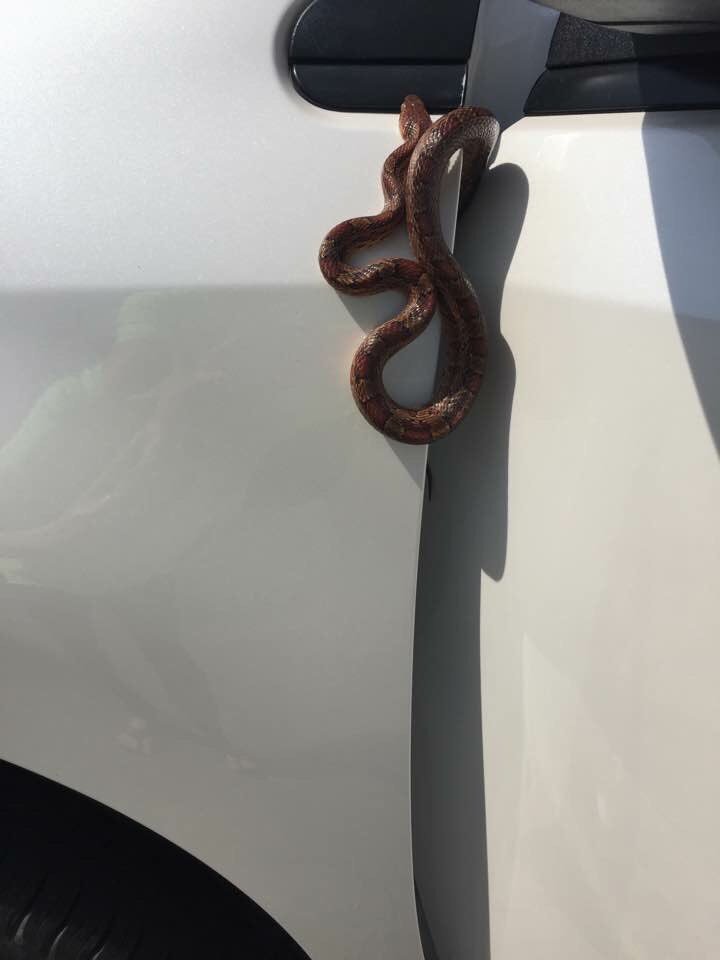 Snake That Crept Out Of Someone's Mum's Car While She Was Driving, Snake, Kristina Dorsett, Kristina Dorsett Narrates How Snake Crept Out Of Mum's Car While She Was Driving, 