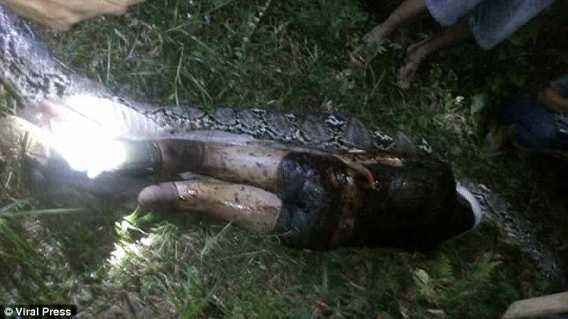 Giant Seven-Meter Python That Villagers Cut Open To Find Their Dead Friend Inside In Indonesia
