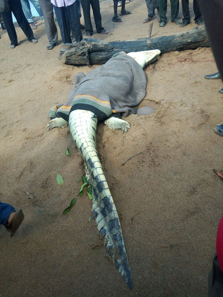 Crocodile Kills And Swallows 8-Year-Old Boy In Zimbabwe