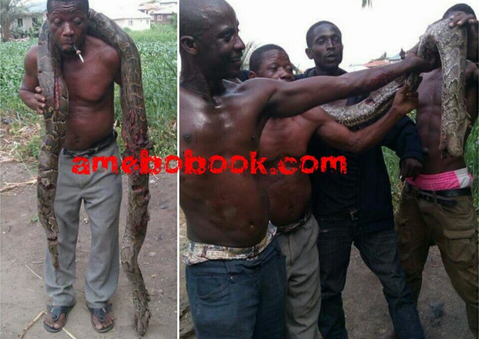 Huge Python Killed By A Man In Gbagada, Lagos