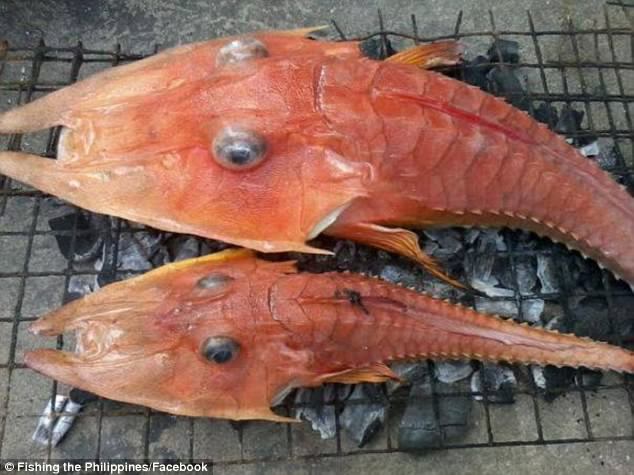 Strange Horned Fish With Legs Found In Darwin Waters