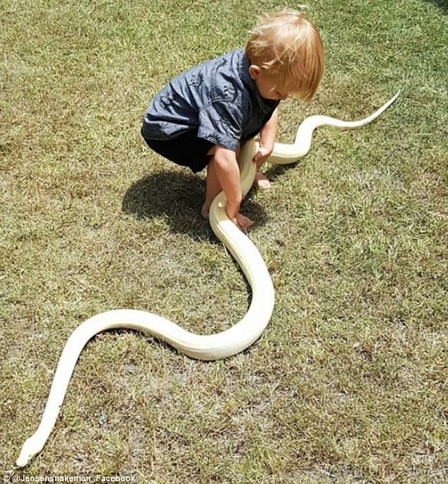 Australia’s Youngest Snake Catcher Jensen Harrison
