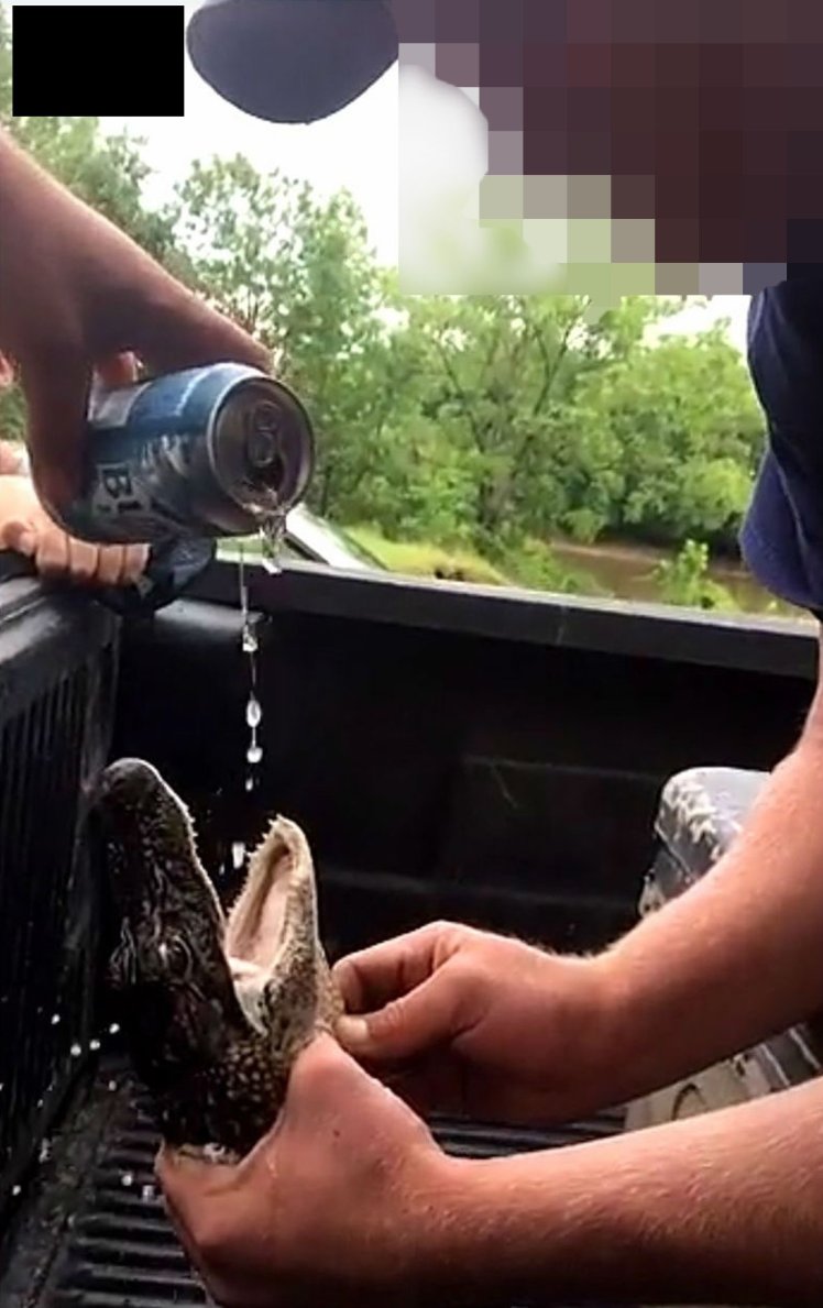 Snapchat Photos Showing Two Men Forcing Young Alligator To Drink Beer