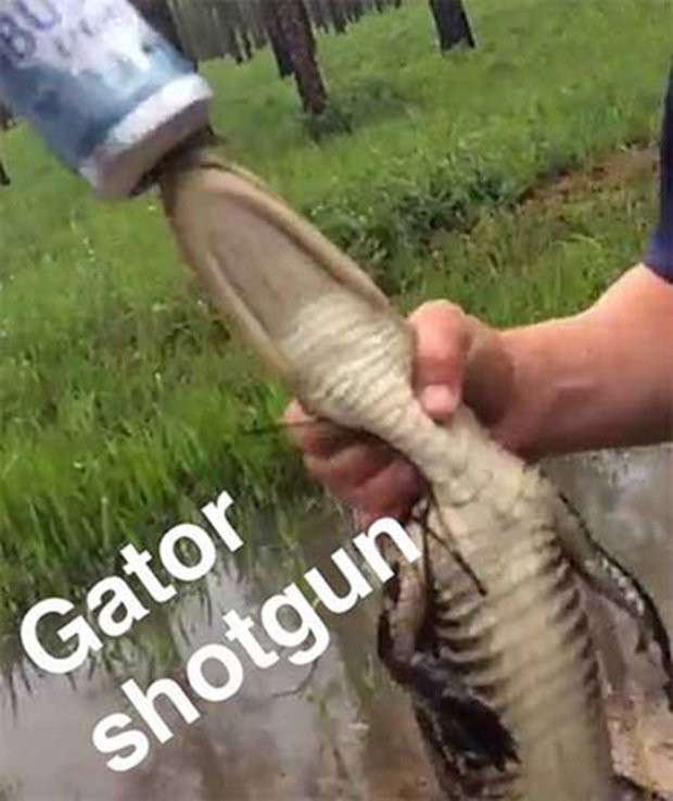 Snapchat Photos Showing Two Men Forcing Young Alligator To Drink Beer 3