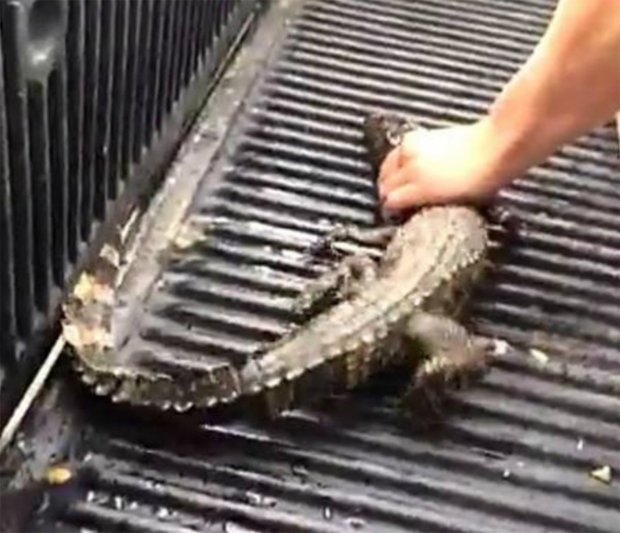 Snapchat Photos Showing Two Men Forcing Young Alligator To Drink Beer 2