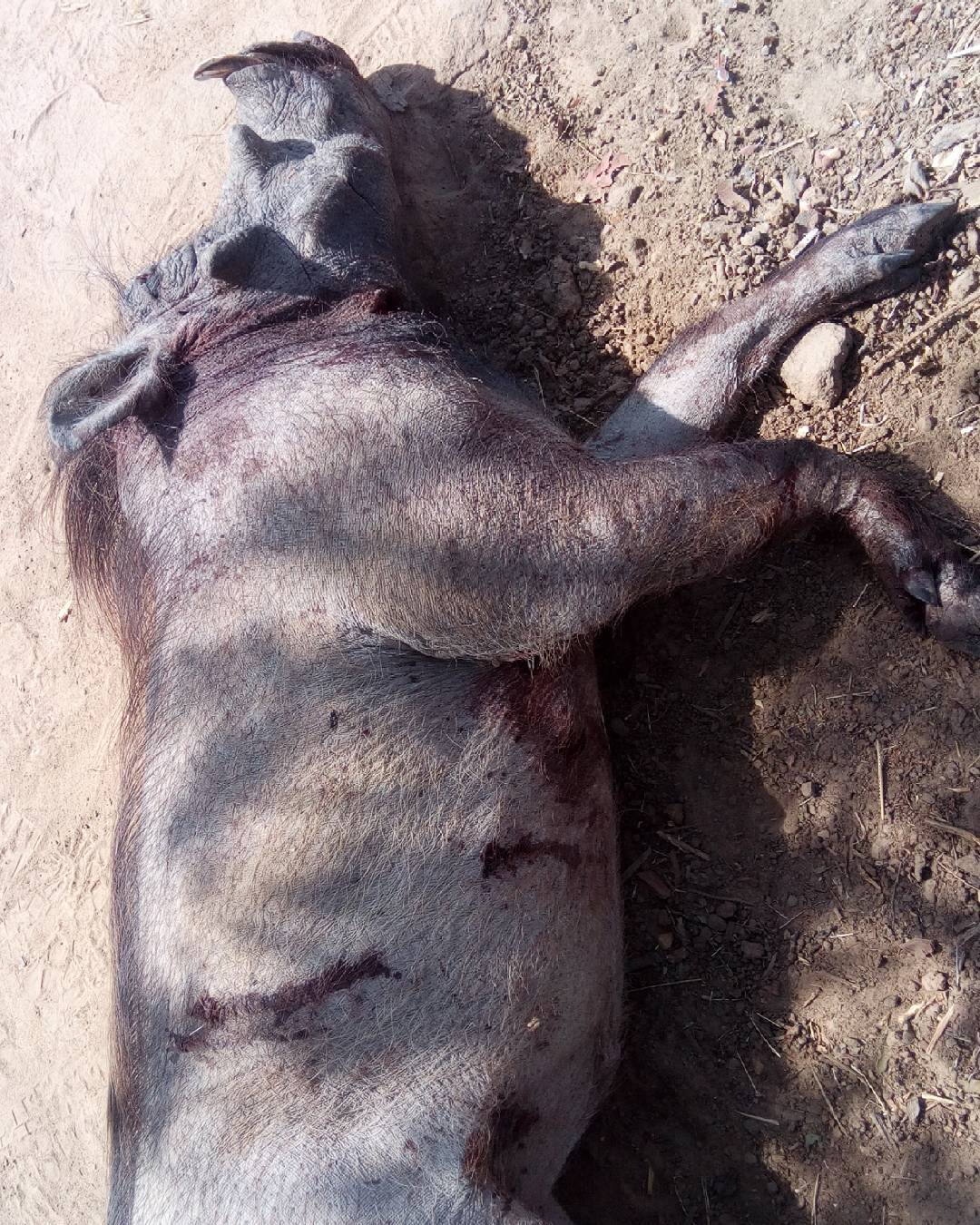 Bush Pig Nigerian Soldiers Captured And Killed For Breakfast (1) 