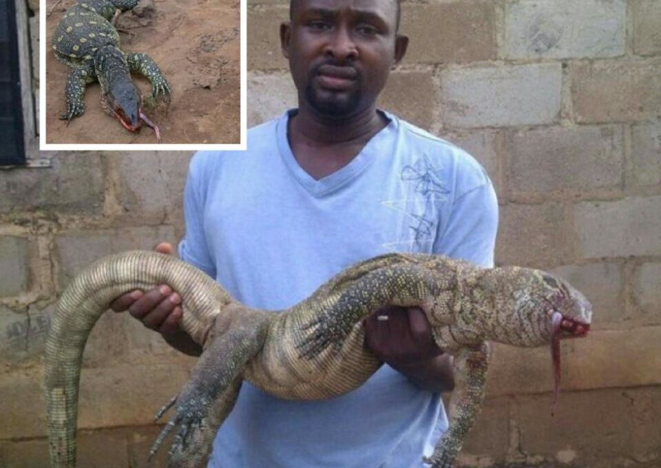 Big Monitor Lizard Killed In A Fish Farm