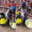 Woman Dyeing Unripe Oranges To Make It Look Ripe