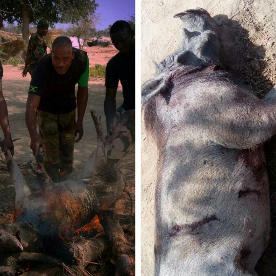 Bush Pig Nigerian Soldiers Captured And Killed For Breakfast