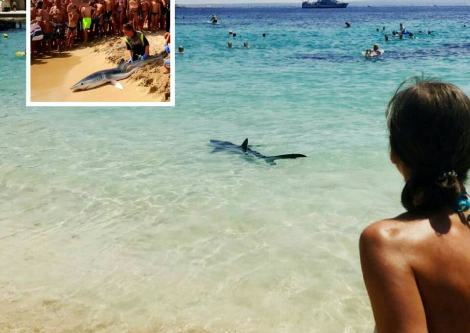 8ft Shark Has Been Caught And Killed Near Magaluf After It Scared Holidaymakers