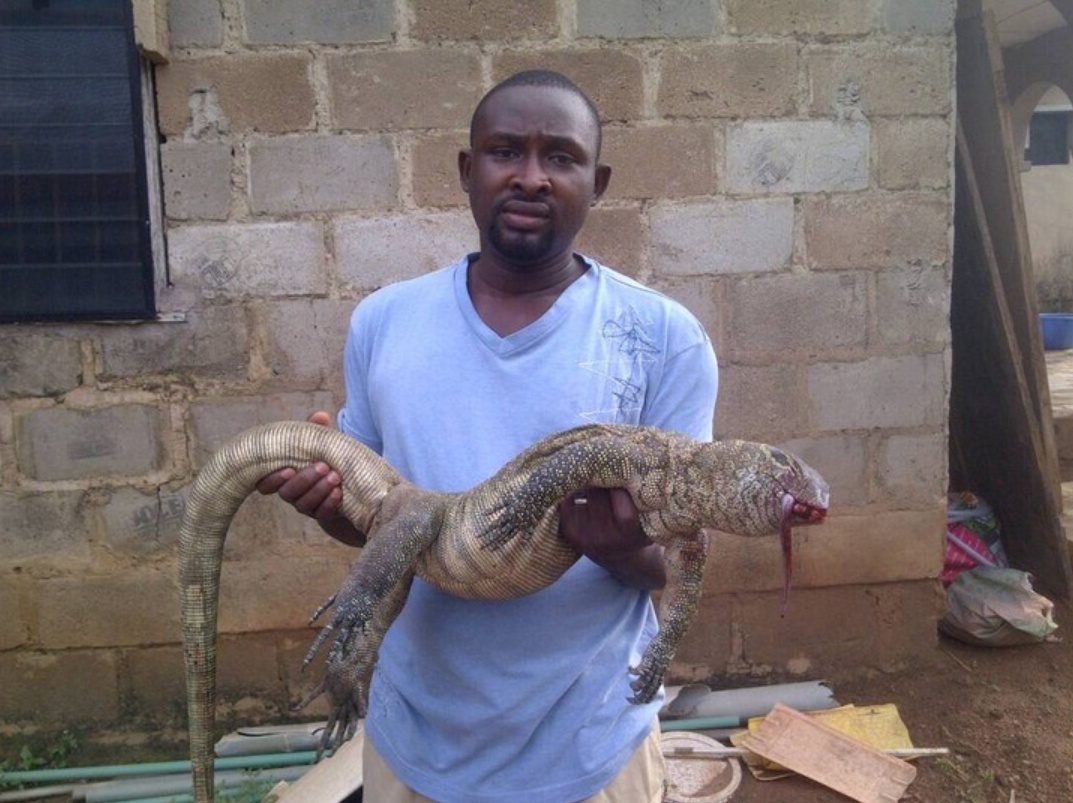 Big Monitor Lizard Killed In A Fish Farm 1