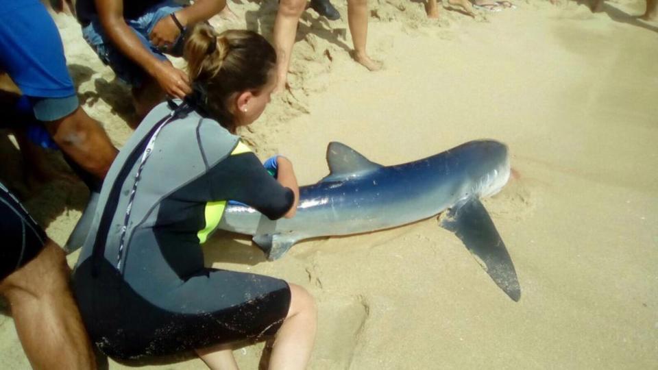 8ft Shark Has Been Caught And Killed Near Magaluf After It Scared Holidaymakers (2) 