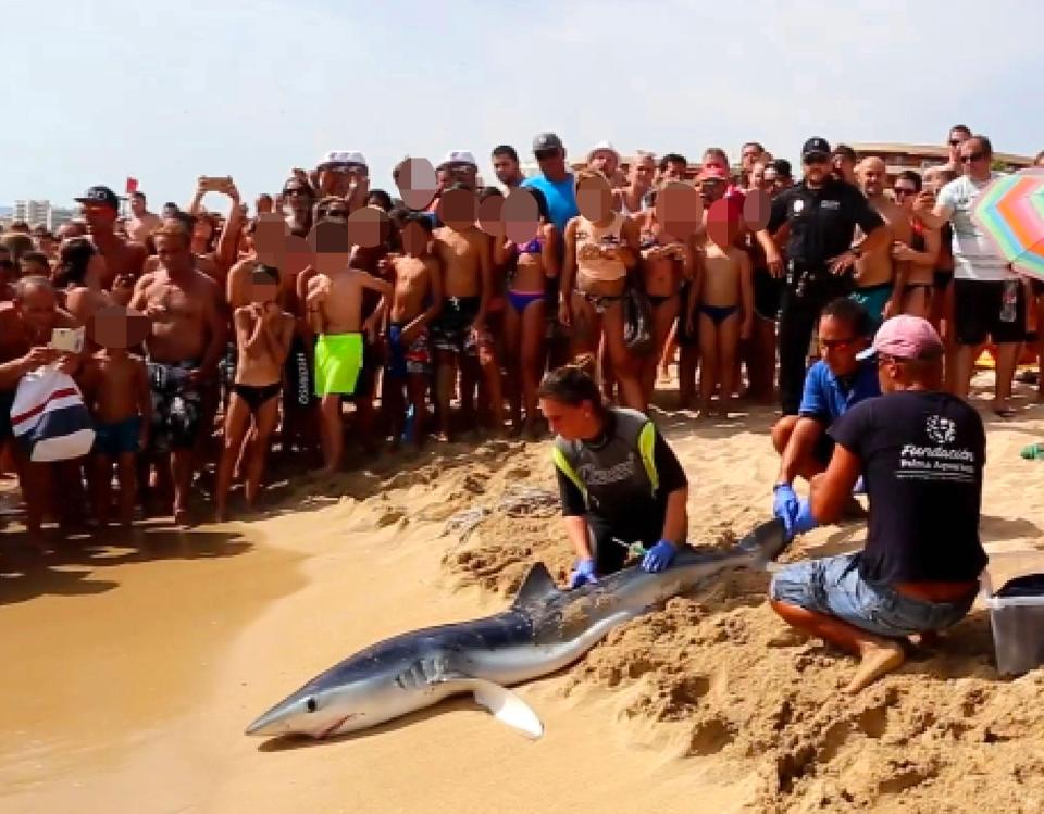 8ft Shark Has Been Caught And Killed Near Magaluf After It Scared Holidaymakers (1) 