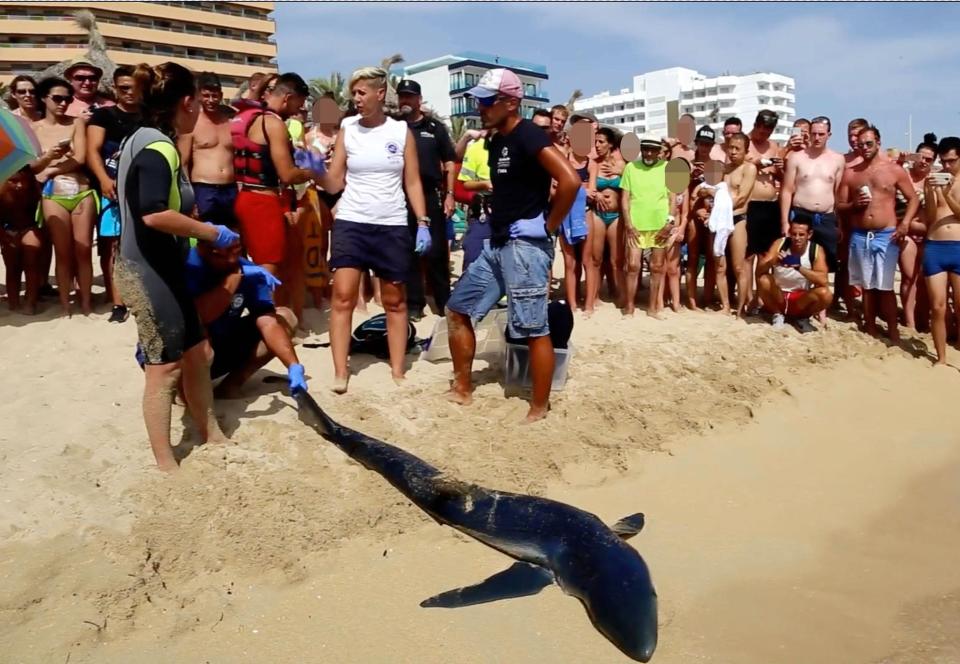 8ft Shark Has Been Caught And Killed Near Magaluf After It Scared Holidaymakers (3) 