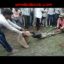 Indian Villagers Pull A Goat Out Of A Python's Mouth