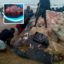 Residents Of Ikuru Town In Rivers State Cut Up Dead Whale For Their Consumption