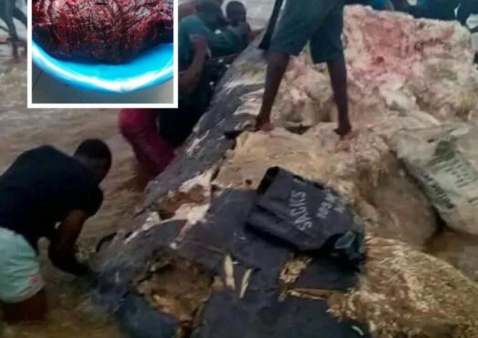 Residents Of Ikuru Town In Rivers State Cut Up Dead Whale For Their Consumption