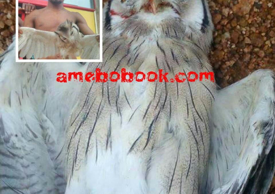 Evil Bird Was Killed Using WORLD WONDERS WATER After Tormenting Man Every Night — Bishop Dr Sam Zuga