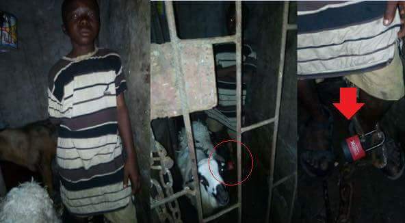 Houseboy Chained And Locked Up In Cage With Goats In Lagos (1)