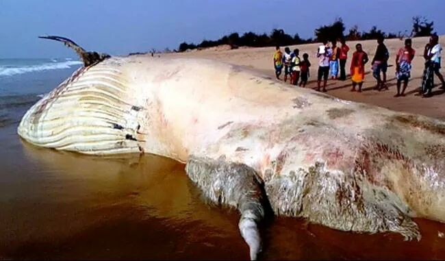Residents Of Ikuru Town In Rivers State Cut Up Dead Whale For Their Consumption (4) 