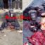 Hunter Killed And Butchered A Gorilla In Sapele