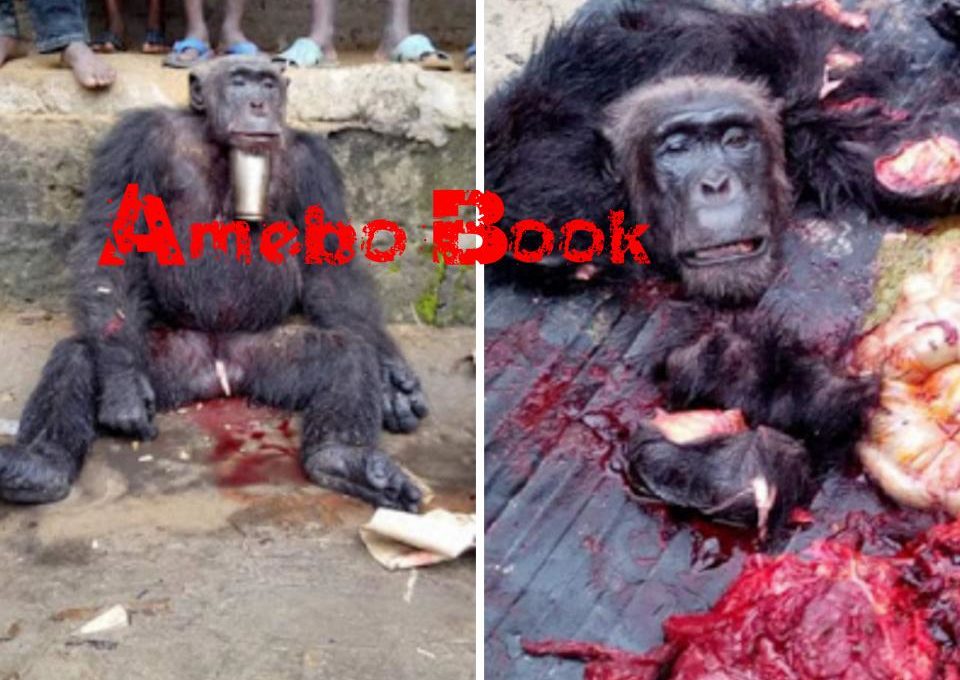 Hunter Killed And Butchered A Gorilla In Sapele