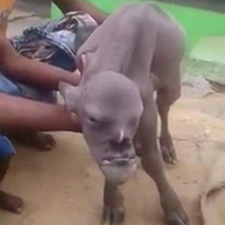 Bizarre Mutant Goat With Human Face