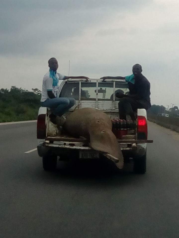 Giant Fish Port Harcourt Resident Spotted