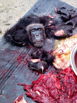 Hunter Killed And Butchered A Gorilla In Sapele (2)