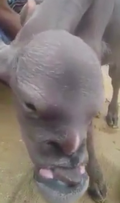 Bizarre Mutant Goat With Human Face (2)