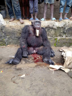 Hunter Killed And Butchered A Gorilla In Sapele (1)