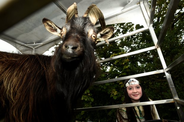 Goat Was Crowned King Of Small Town In Ireland (2)