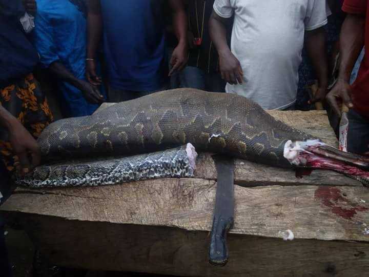 Python Was Caught And Butchered After It Had Swallowed An Antelope In Ondo State (1)