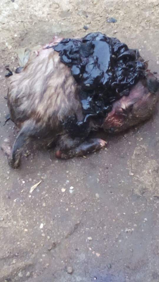 Lady Gave Birth To A Dog After Being Pregnant For 3 Years In Akwa Ibom (5)