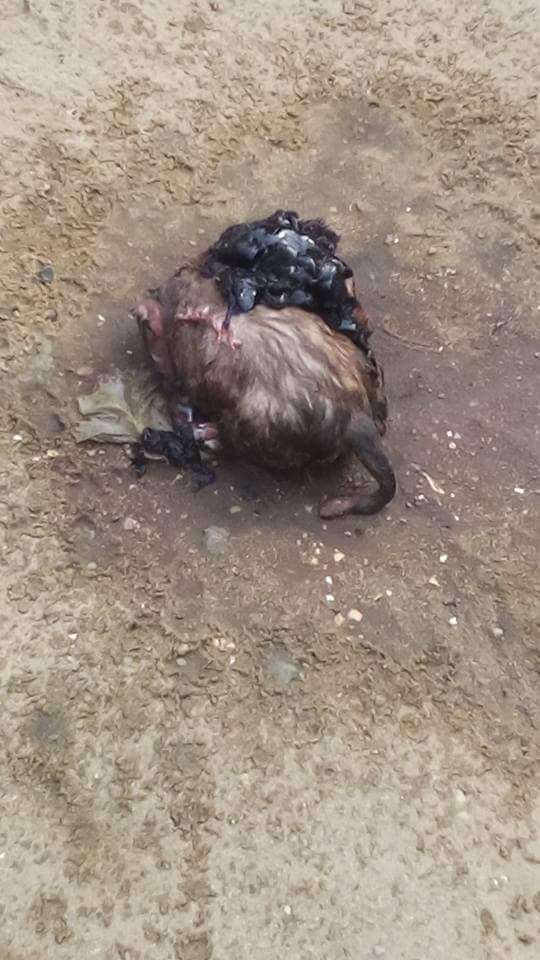 Lady Gave Birth To A Dog After Being Pregnant For 3 Years In Akwa Ibom (8)