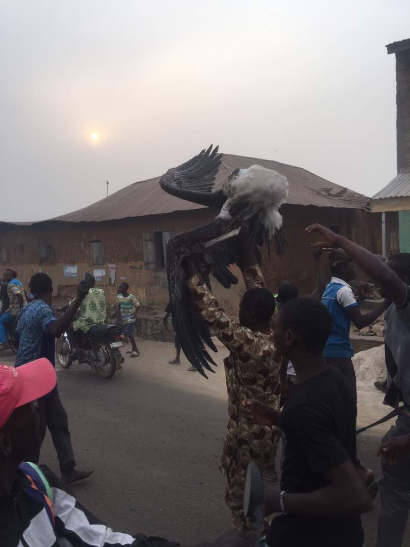 Large Bird Shot Dead By Youths In Ogbomosho (4)