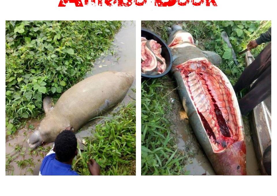 Villagers In Sapele Killed A Manatee