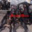 Man Killed An Entire Man Killed An Entire Chimpanzee Family