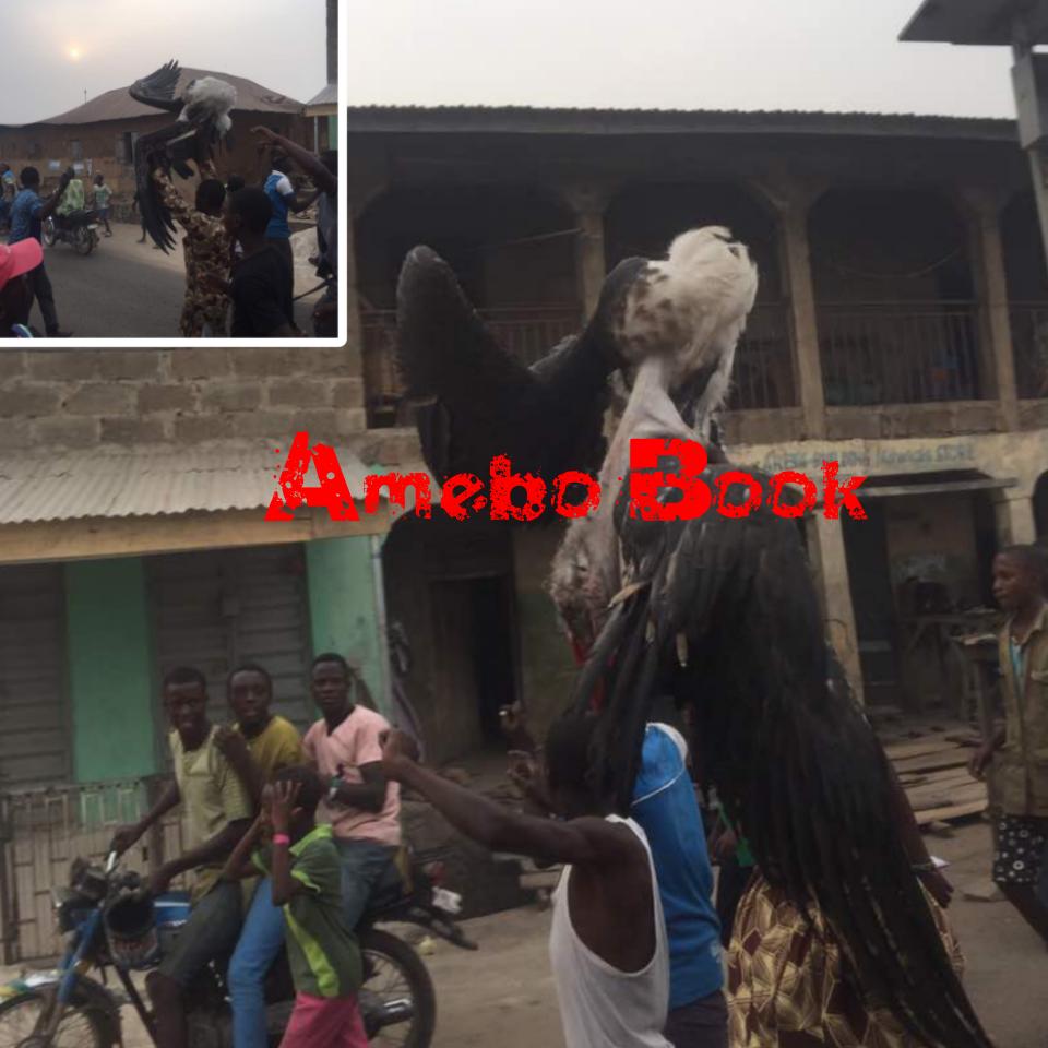 Large Bird Shot Dead By Youths In Ogbomosho