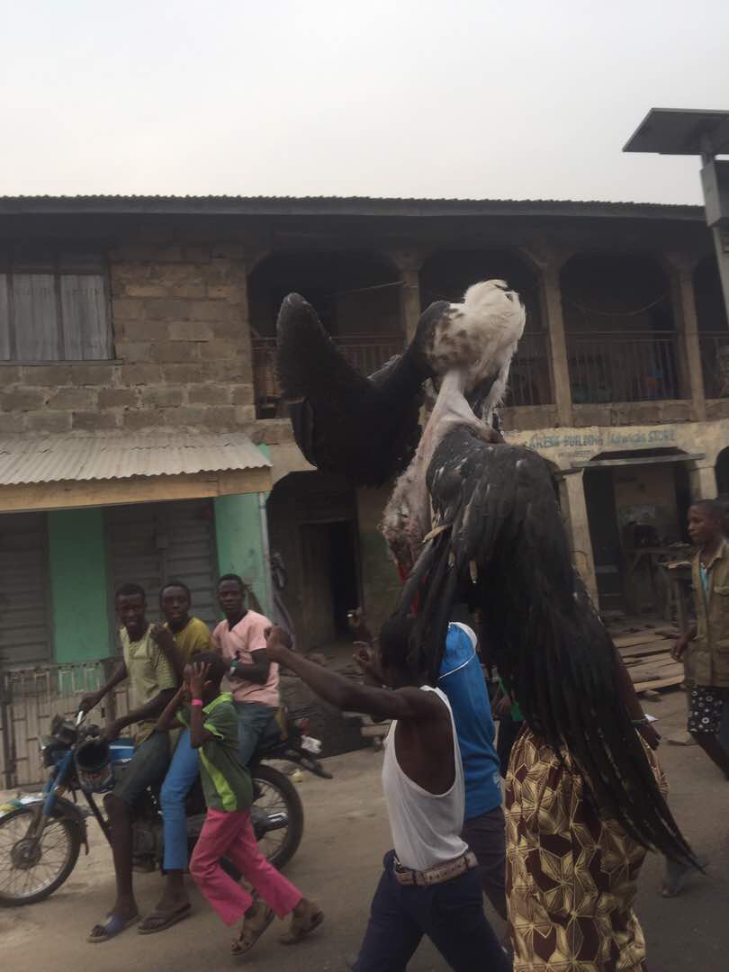 Large Bird Shot Dead By Youths In Ogbomosho (2)