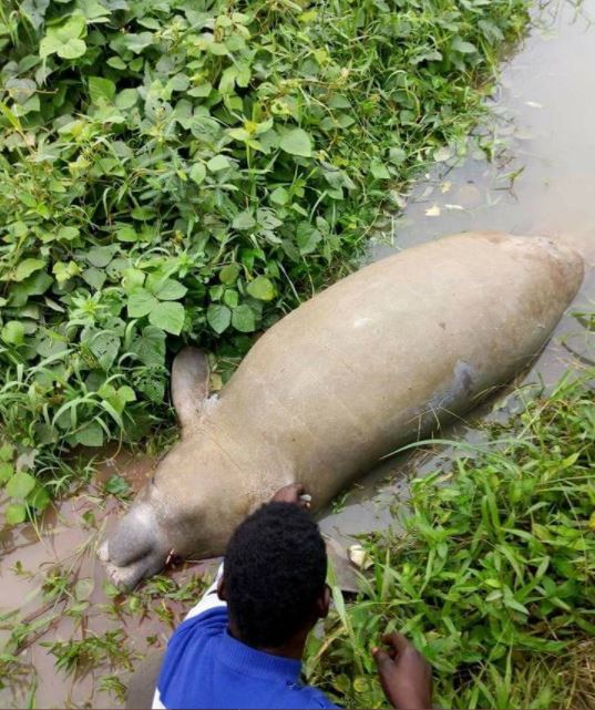 Villagers In Sapele Killed A Manatee (2)